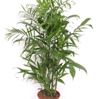 Chamaedorea Seifrizii