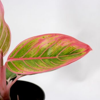 Aglaonema Electra