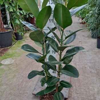 Ficus Robusta