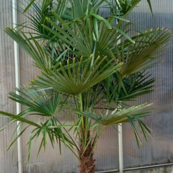 Trachycarpus Fortunei
