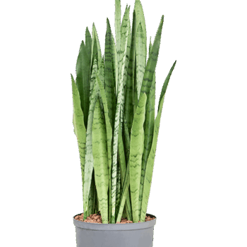 Sansevieria trifasciata 'Silver Mist' Tuft