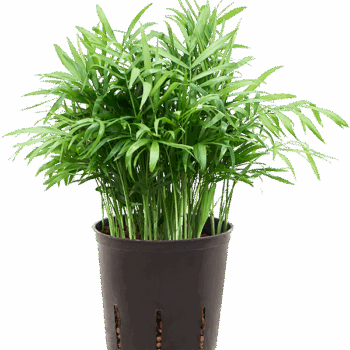 Chamaedorea elegans Tuft