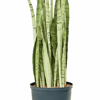 Sansevieria trifasciata 'Silver Mist' Tuff