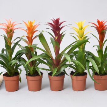 Guzmania mix