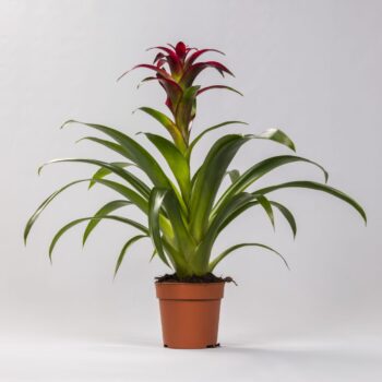 Guzmania Nextara (Purple)