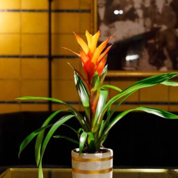 Guzmania Variada (Orange)