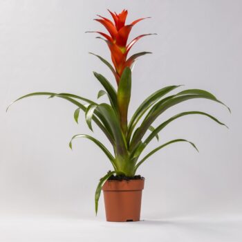 Guzmania Ostara (Red)