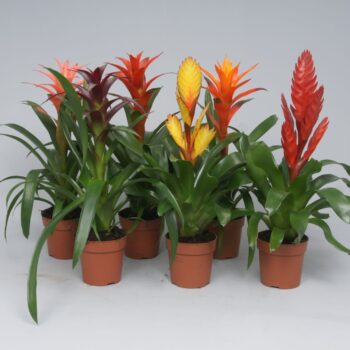 Bromelia mix
