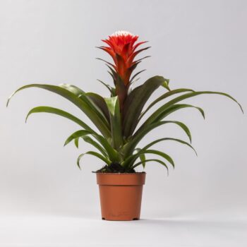 Guzmania Hope