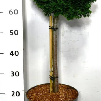 Chamaecyparis o. 'Nana Gracilis'