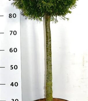 Thuja occ. 'Smaragd'