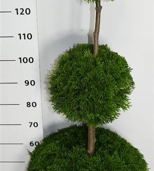 Thuja occ. 'Smaragd'