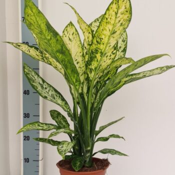 Dieffenbachia Vesuvius