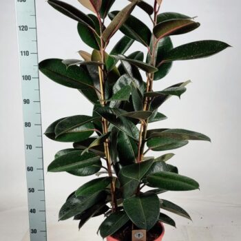 Ficus elastica 'Abidjan' Toef 130cm