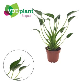 Alocasia Tiny Dancer