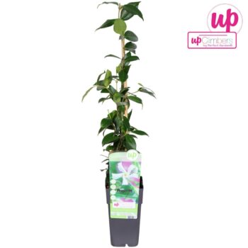 Trachelospermum Jasminoides P15