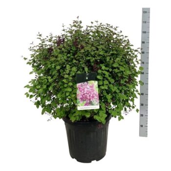 Syringa BLOOMERANG® 'Dark Purple'