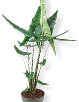 Alocasia Tigrini 24 cm
