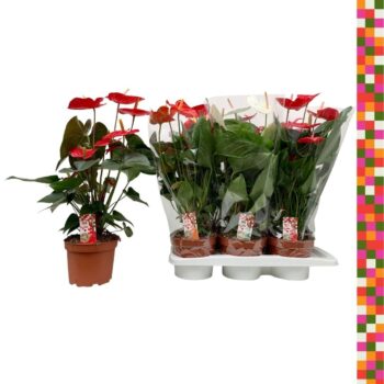 Anthurium Mix