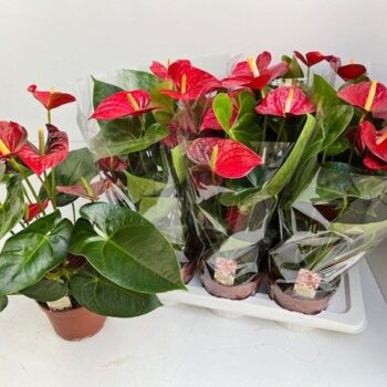 Anthurium Andreanum