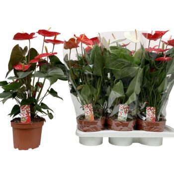 Anthurium Mix