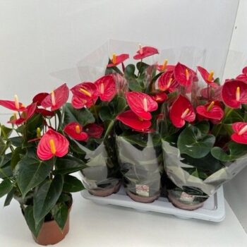 Anthurium Tremendo