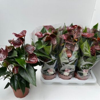 Anthurium Essencia