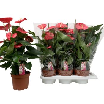 Anthurium California