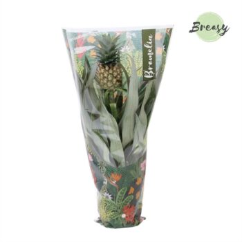 Ananas Mi Amigo Jungle hoes