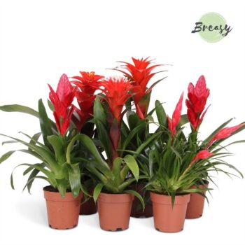 Bromelia Red Family