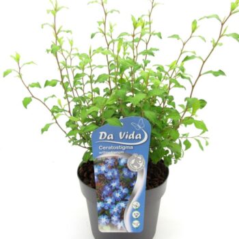 Ceratostigma willmotianum