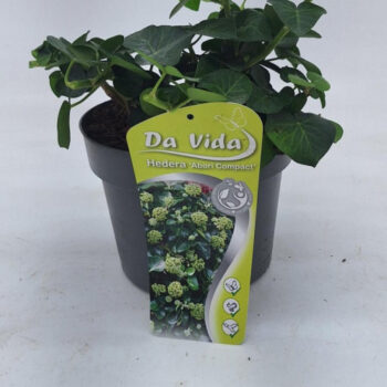 Hedera Arbori Compact