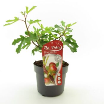 Ficus Miss Little Figgy