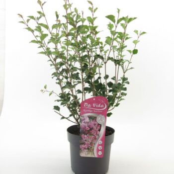 Syringa mey. Red Pixie