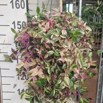 Tradescantia Quadricolor XXL