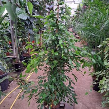 Ficus exotica piramide 210