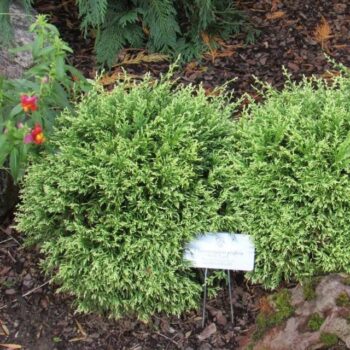 Chamaecyparis pis. 'White Pygmy'