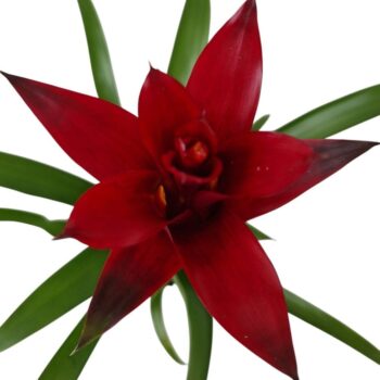 Guzmania Switch (Purple)