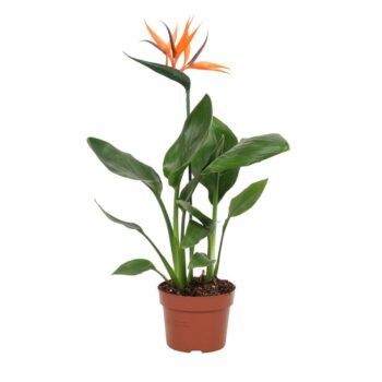 Strelitzia reginae 12cm - 2 stek - met bijsteker bloem