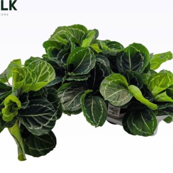 Calathea Roseopicta Green