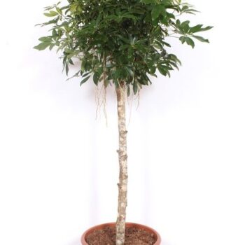 Schefflera arboricola 'Compacta'