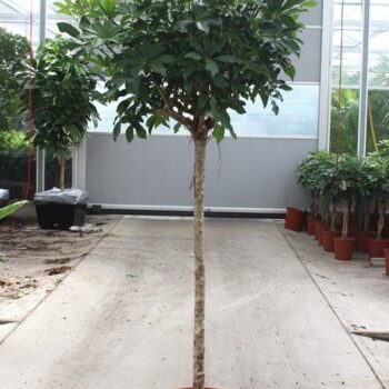 Schefflera arboricola 'Compacta'