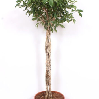 Schefflera arboricola 'Compacta'