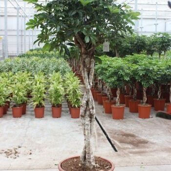 Schefflera arboricola 'Compacta'