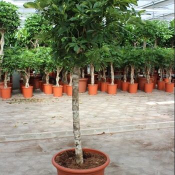 Schefflera Gold Capella