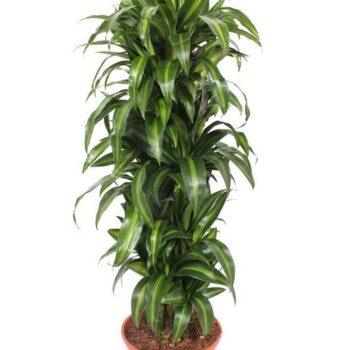 Dracaena Hawaiian Sunshine