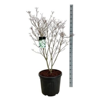 Cornus kousa 'Milky Way'