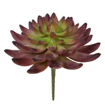 Echeveria Kunstcactus Burgundy