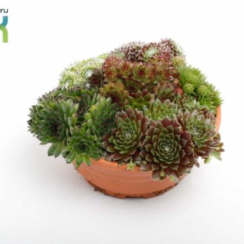 Sempervivum schaal