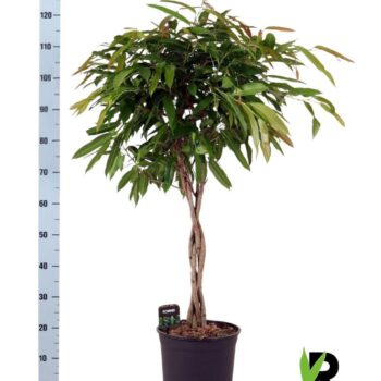 Ficus binnendijkii Amstel King gevlochten stam